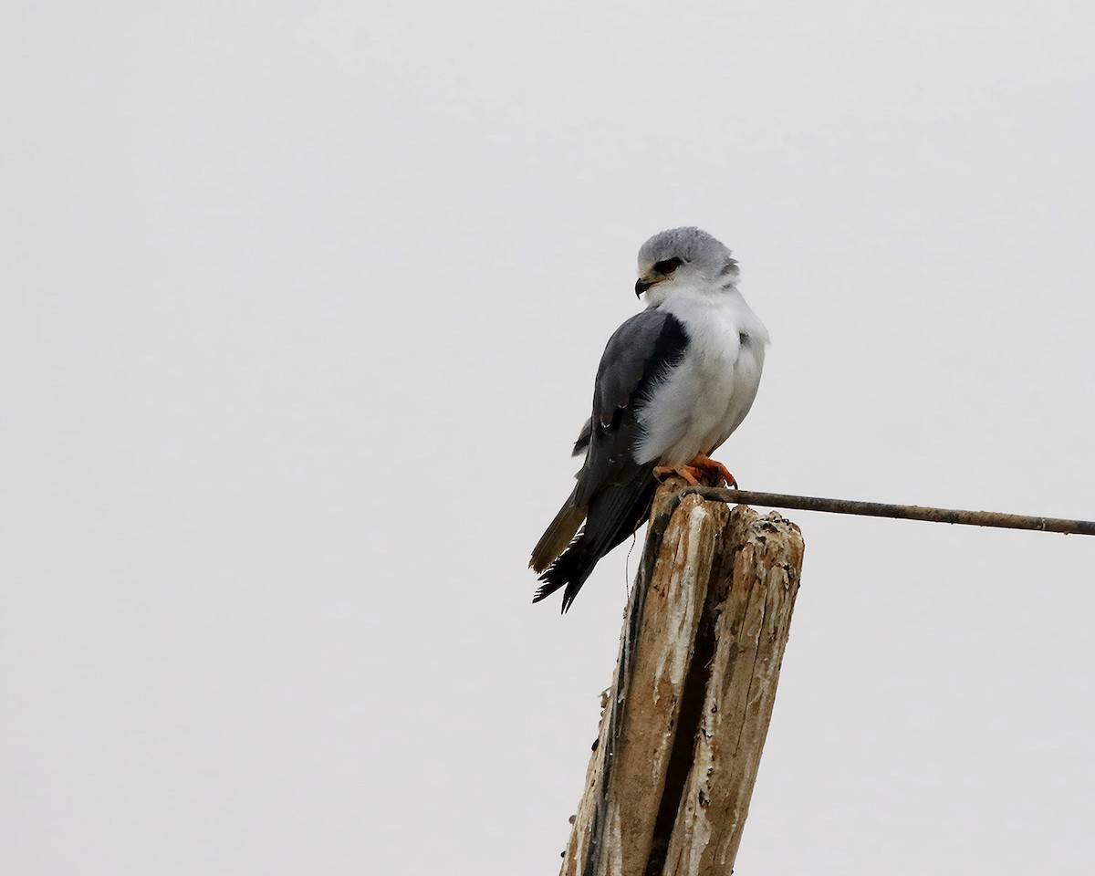 Black-winged Kite - ML647018568