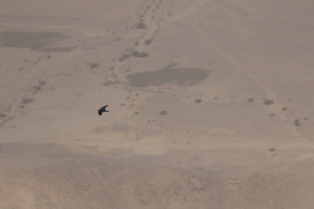 Brown-necked Raven - ML647018598