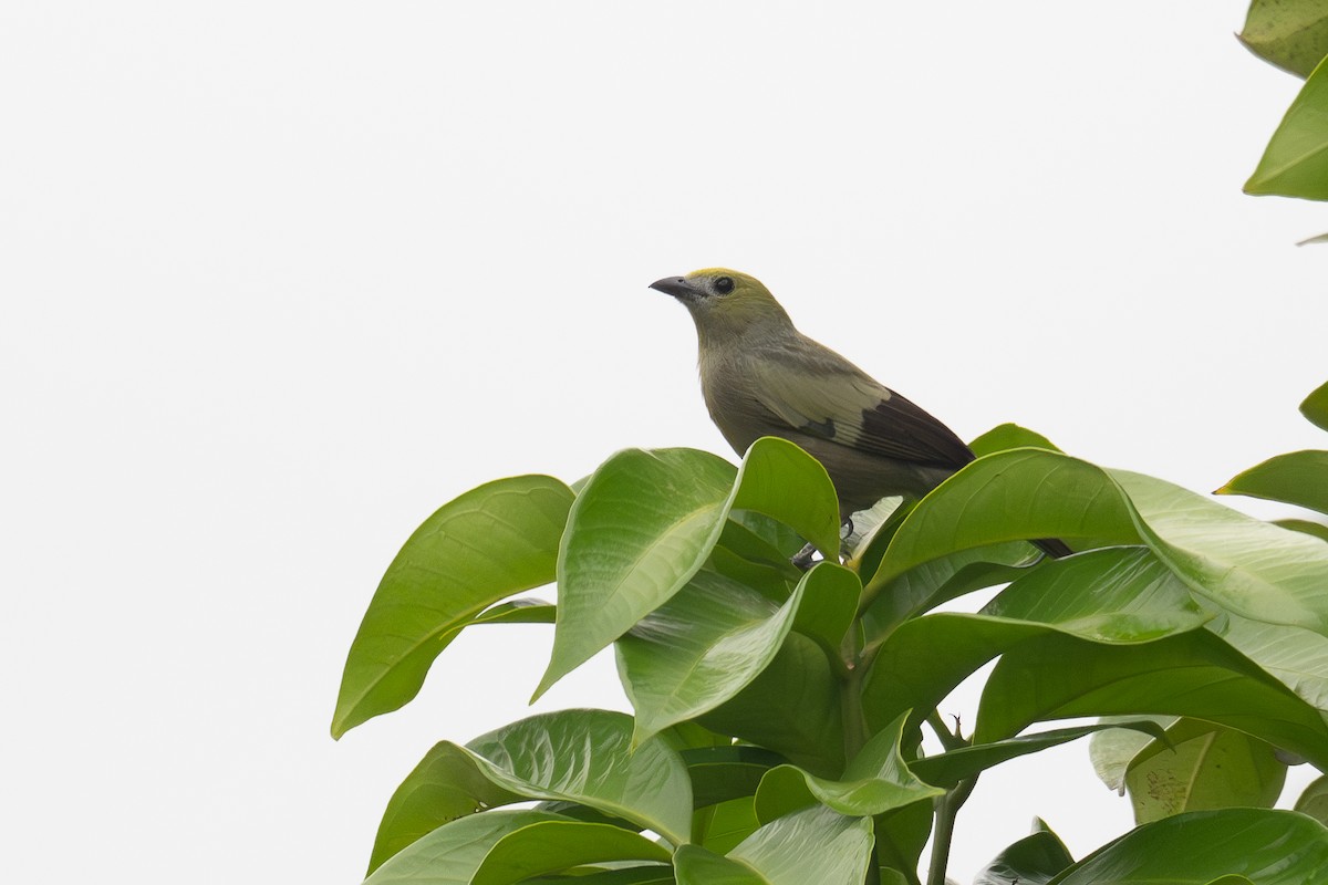 Tangara Palmera - ML647018599