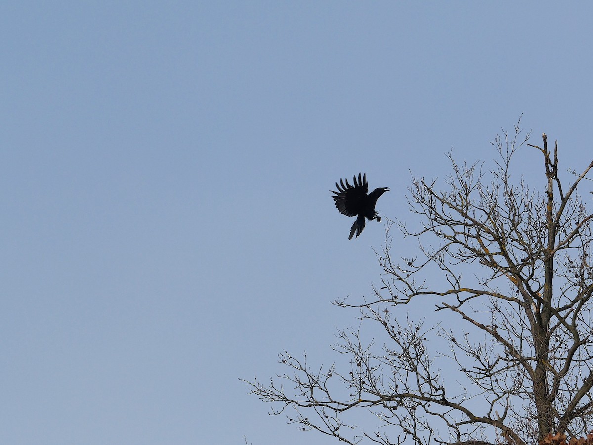 Corvo imperiale - ML647018609