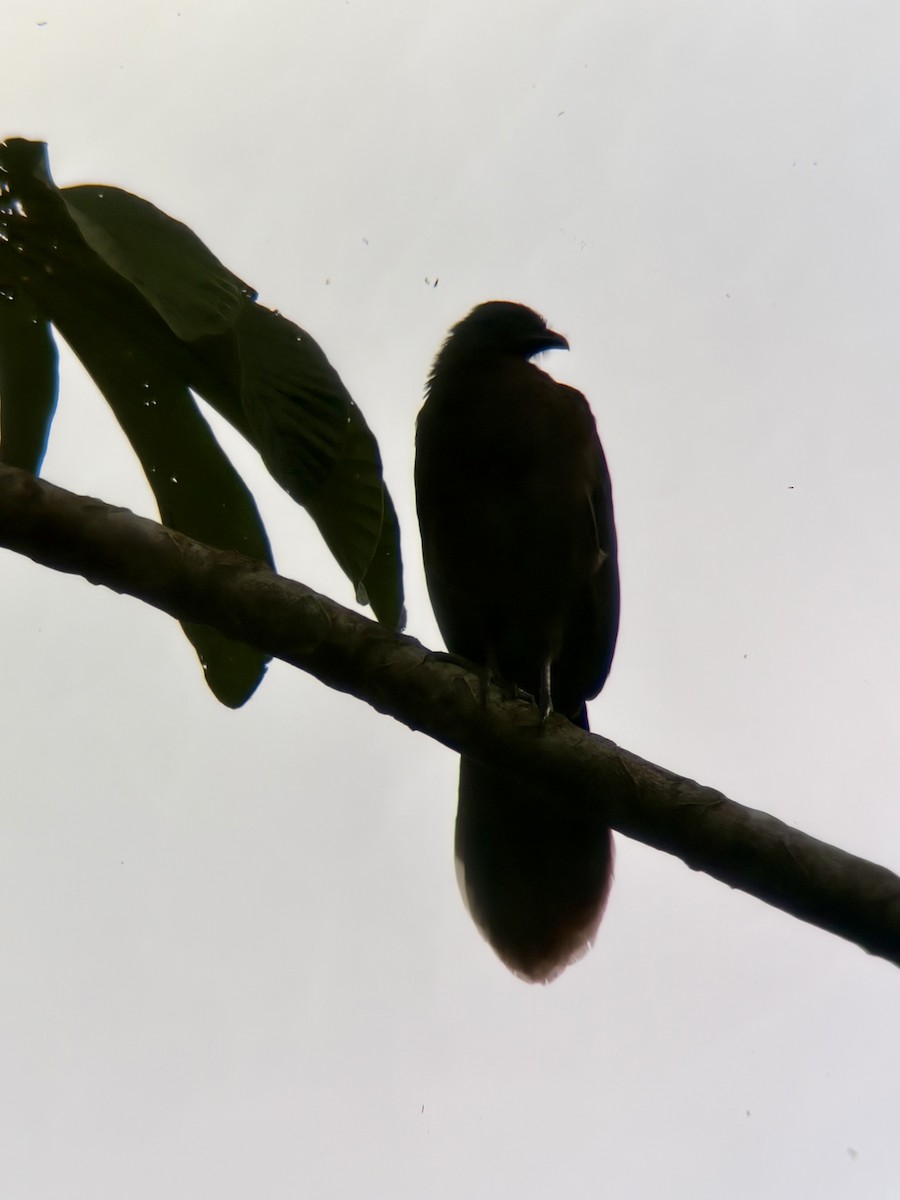 Gray-headed Chachalaca - ML647018610