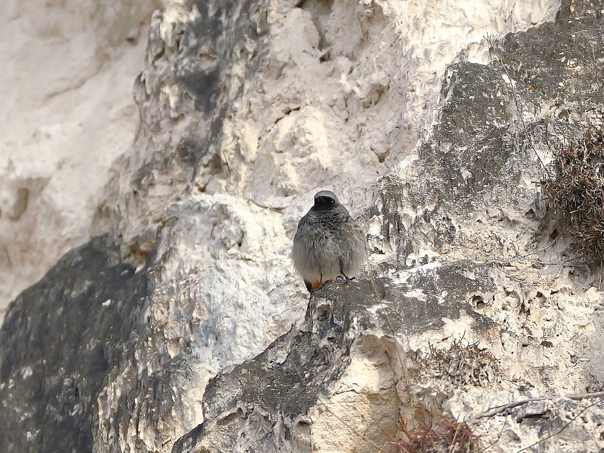 rehek domácí - ML647018623