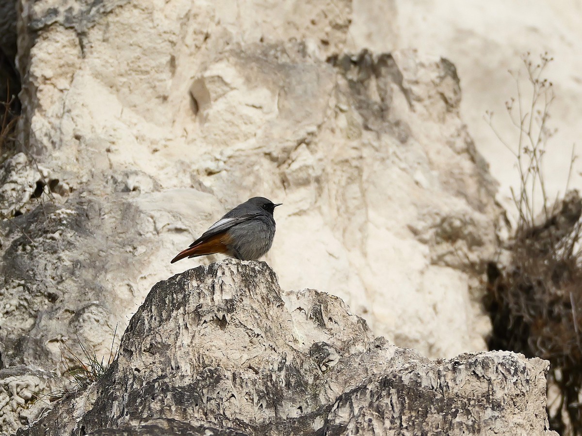 rehek domácí - ML647018624