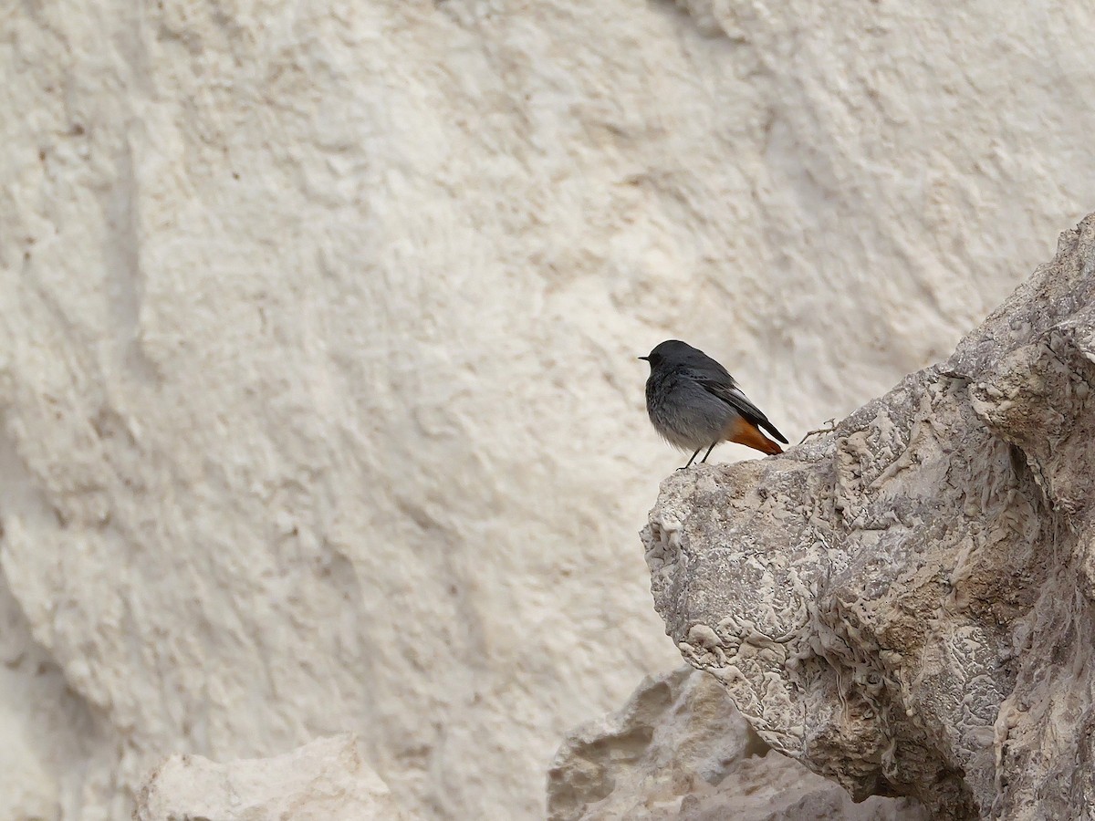 rehek domácí - ML647018625