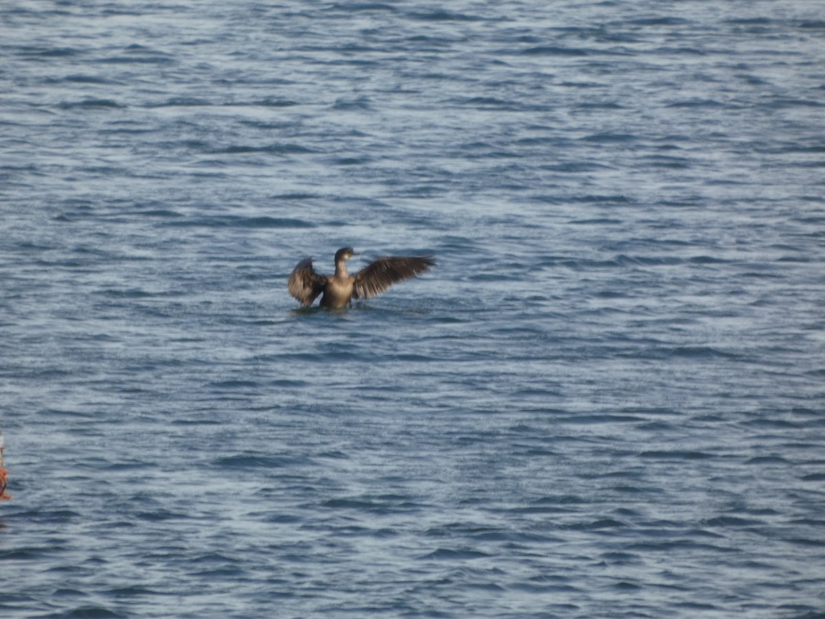 European Shag - ML647018626