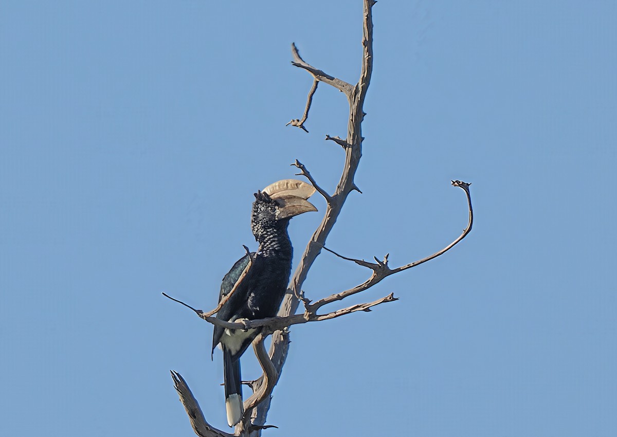 Silvery-cheeked Hornbill - ML647018639