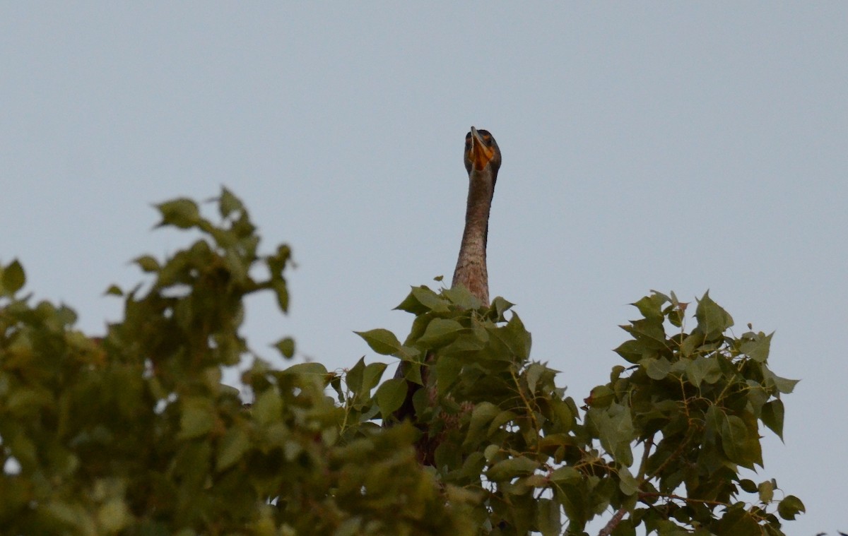 Ушастый баклан - ML647018646