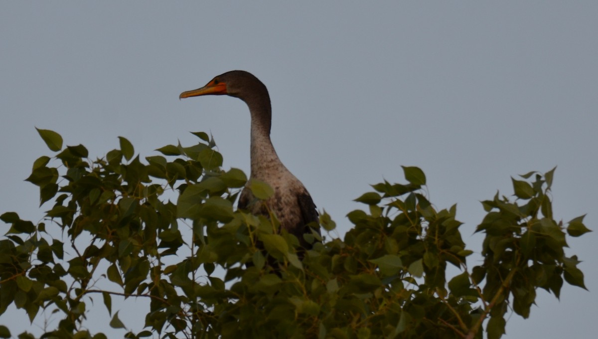 Ушастый баклан - ML647018647