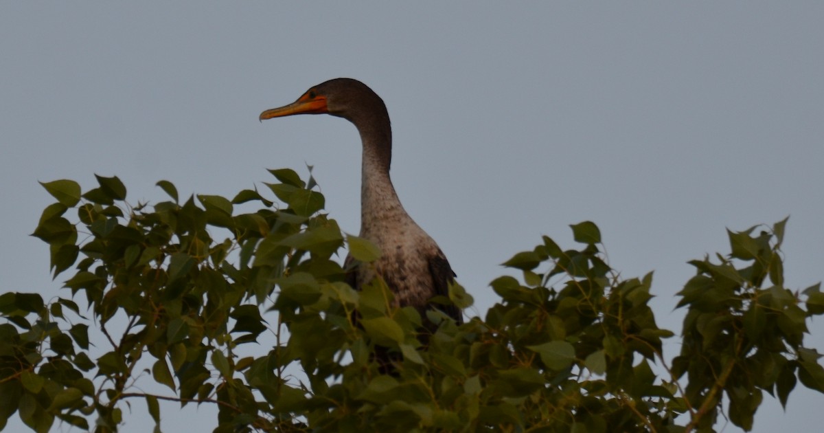 Ушастый баклан - ML647018648