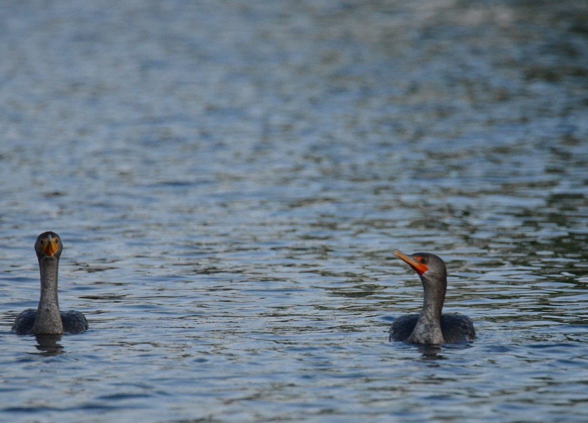 Ушастый баклан - ML647018649