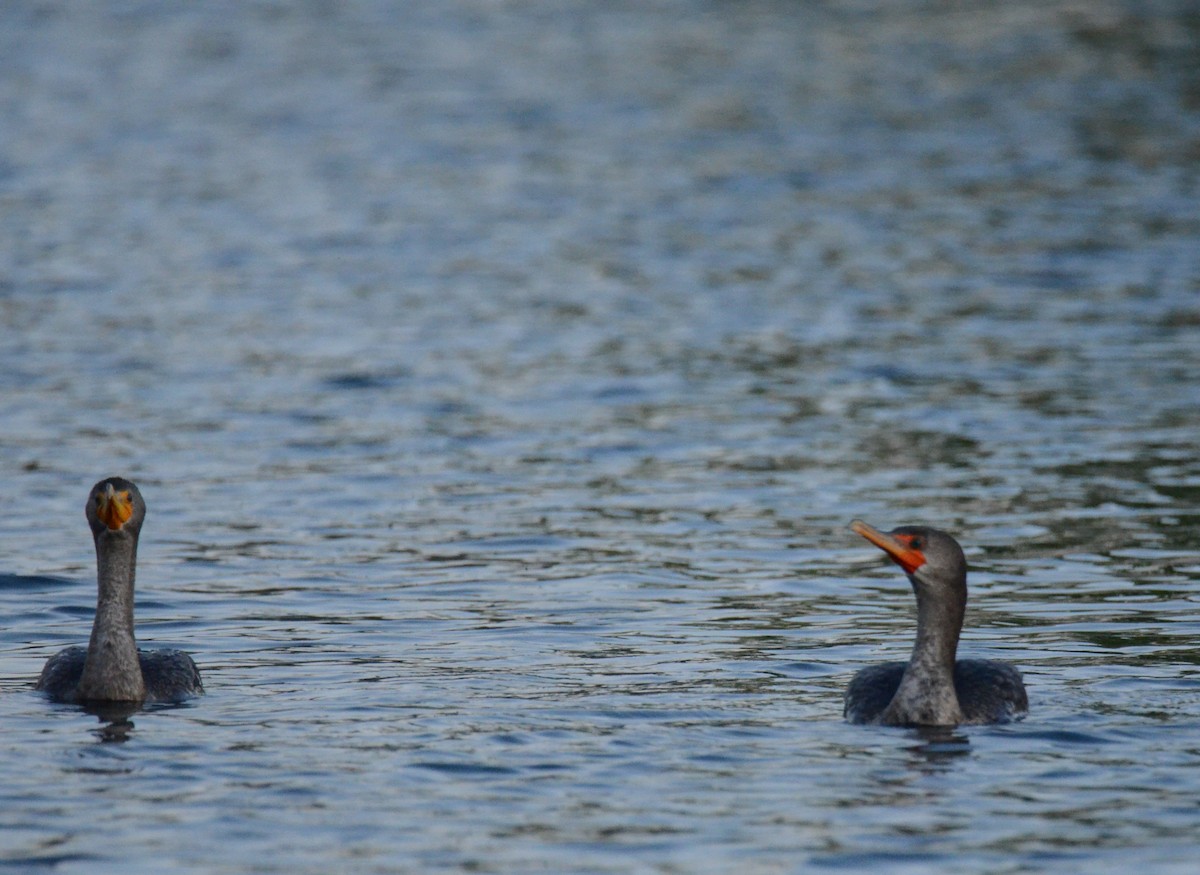 Ушастый баклан - ML647018650