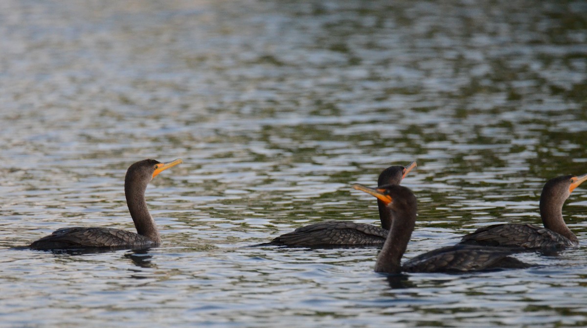 Ушастый баклан - ML647018651