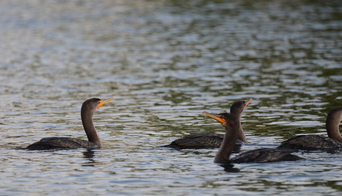 Ушастый баклан - ML647018652