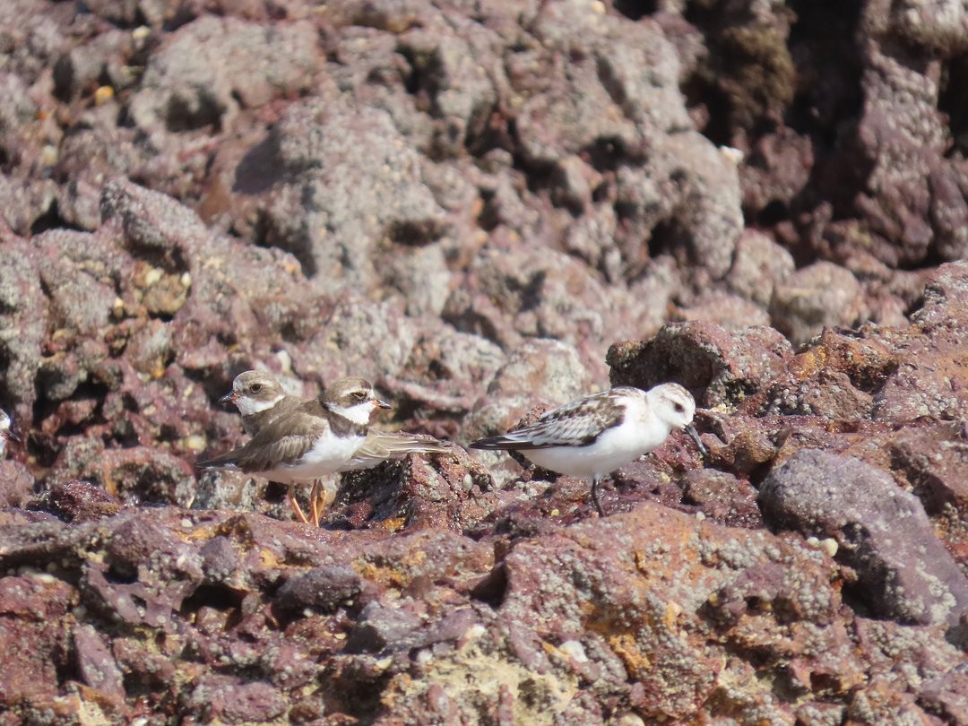 Песчанка - ML647018707