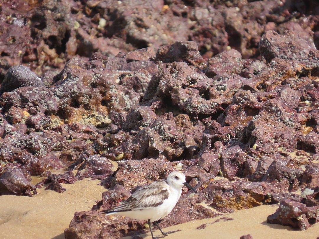 Песчанка - ML647018708