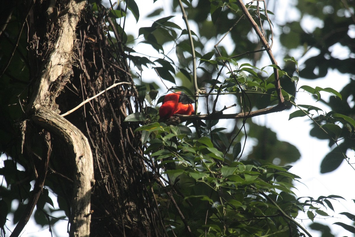 Scarlet Tanager - ML647018711
