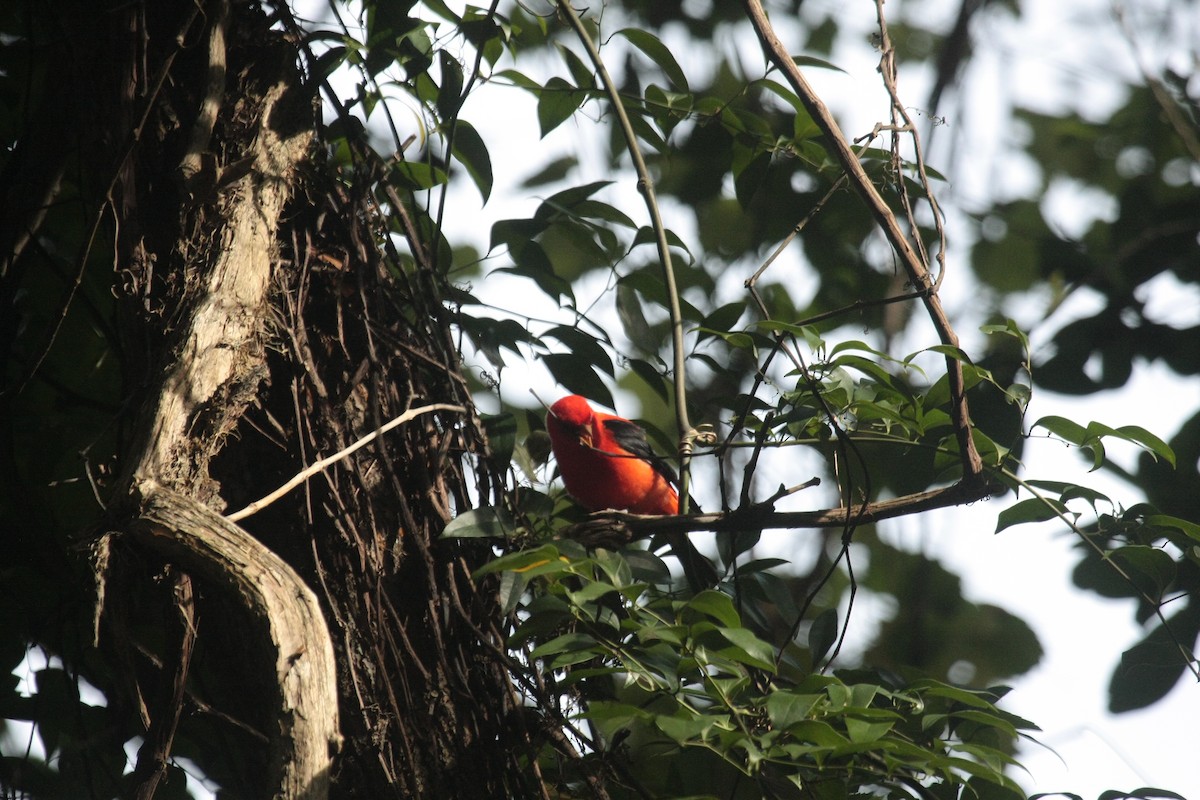Scarlet Tanager - ML647018712