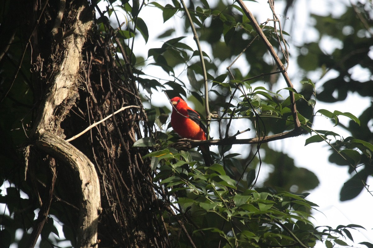 Scarlet Tanager - ML647018713