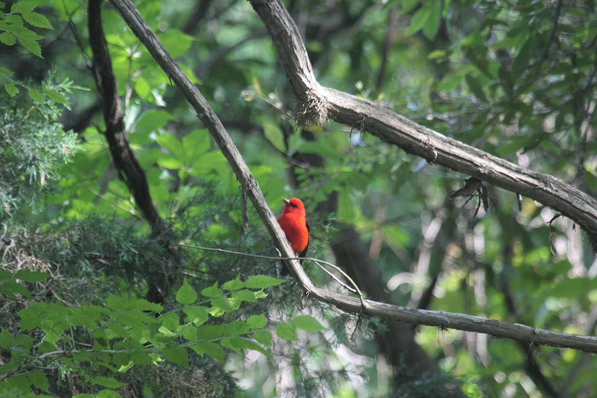 Scarlet Tanager - ML647018714