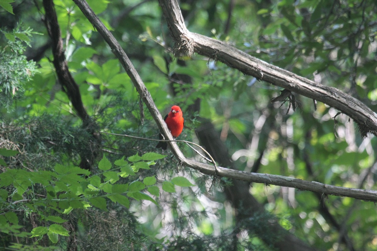 Scarlet Tanager - ML647018715