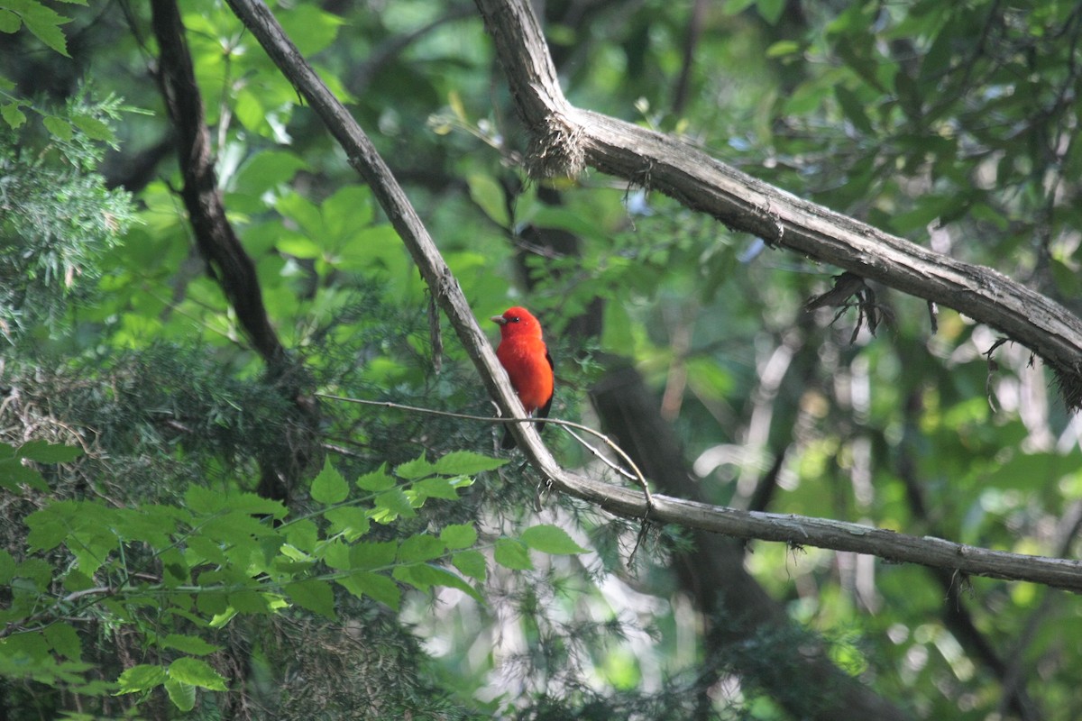 Scarlet Tanager - ML647018716