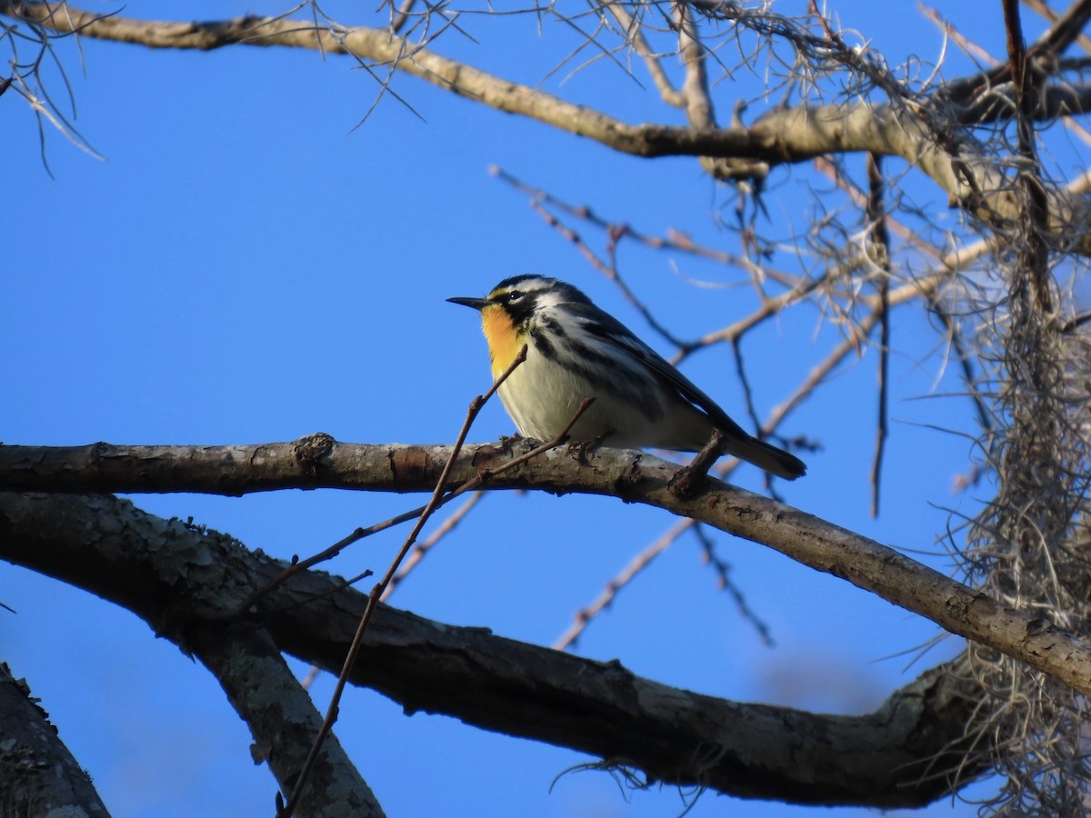 Yellow-throated Warbler - ML647018730