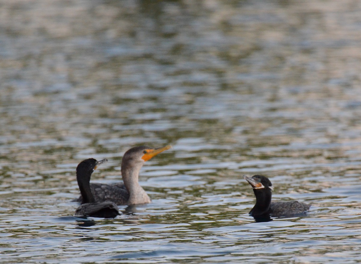 Neotropic Cormorant - ML647018732