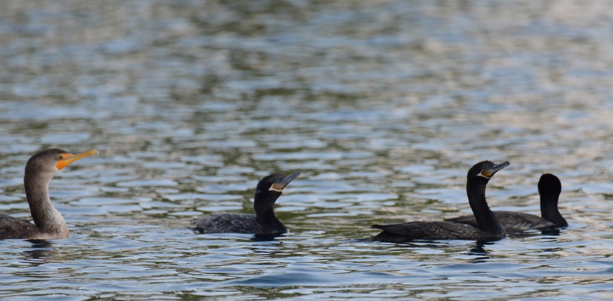 Neotropic Cormorant - ML647018734