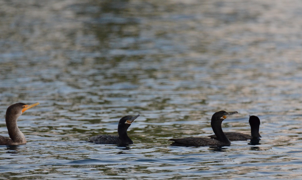 Neotropic Cormorant - ML647018735