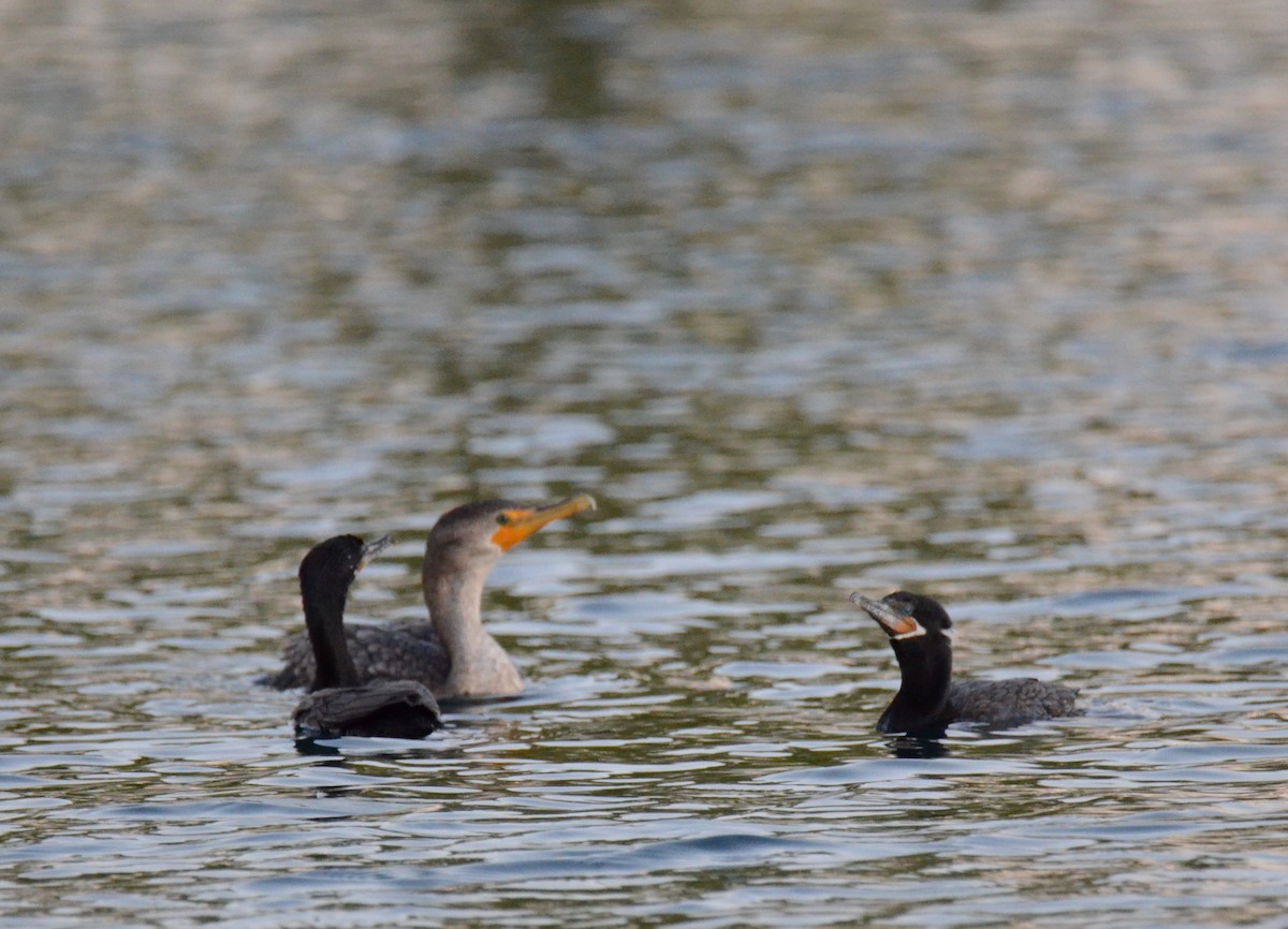 Neotropic Cormorant - ML647018736