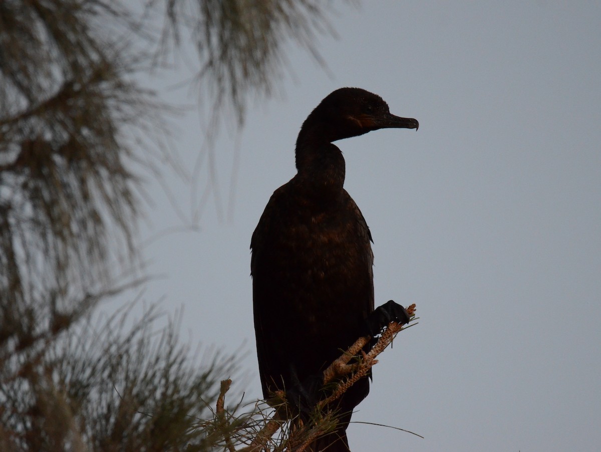 Neotropic Cormorant - ML647018737
