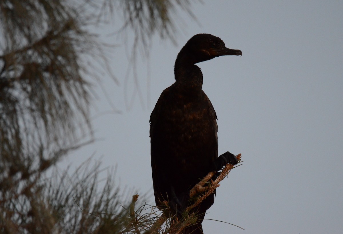 Neotropic Cormorant - ML647018738