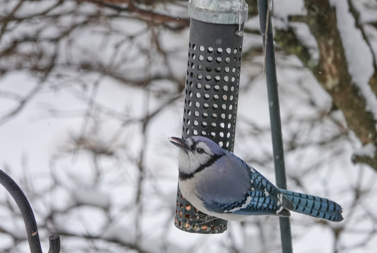 Blue Jay - ML647018744