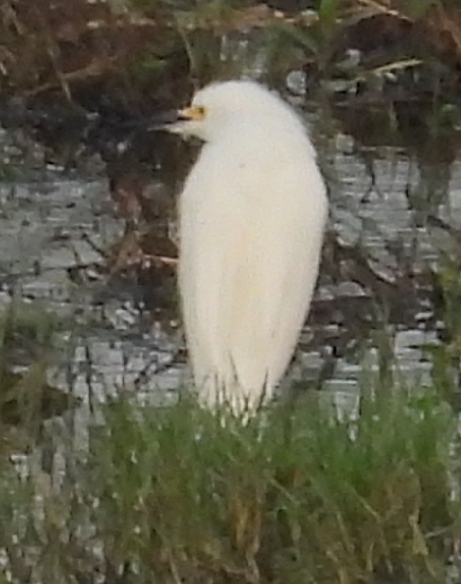 לבנית אמריקנית - ML647018749