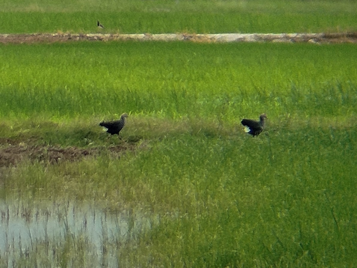 Uroilo urdin burugrisa - ML647018769