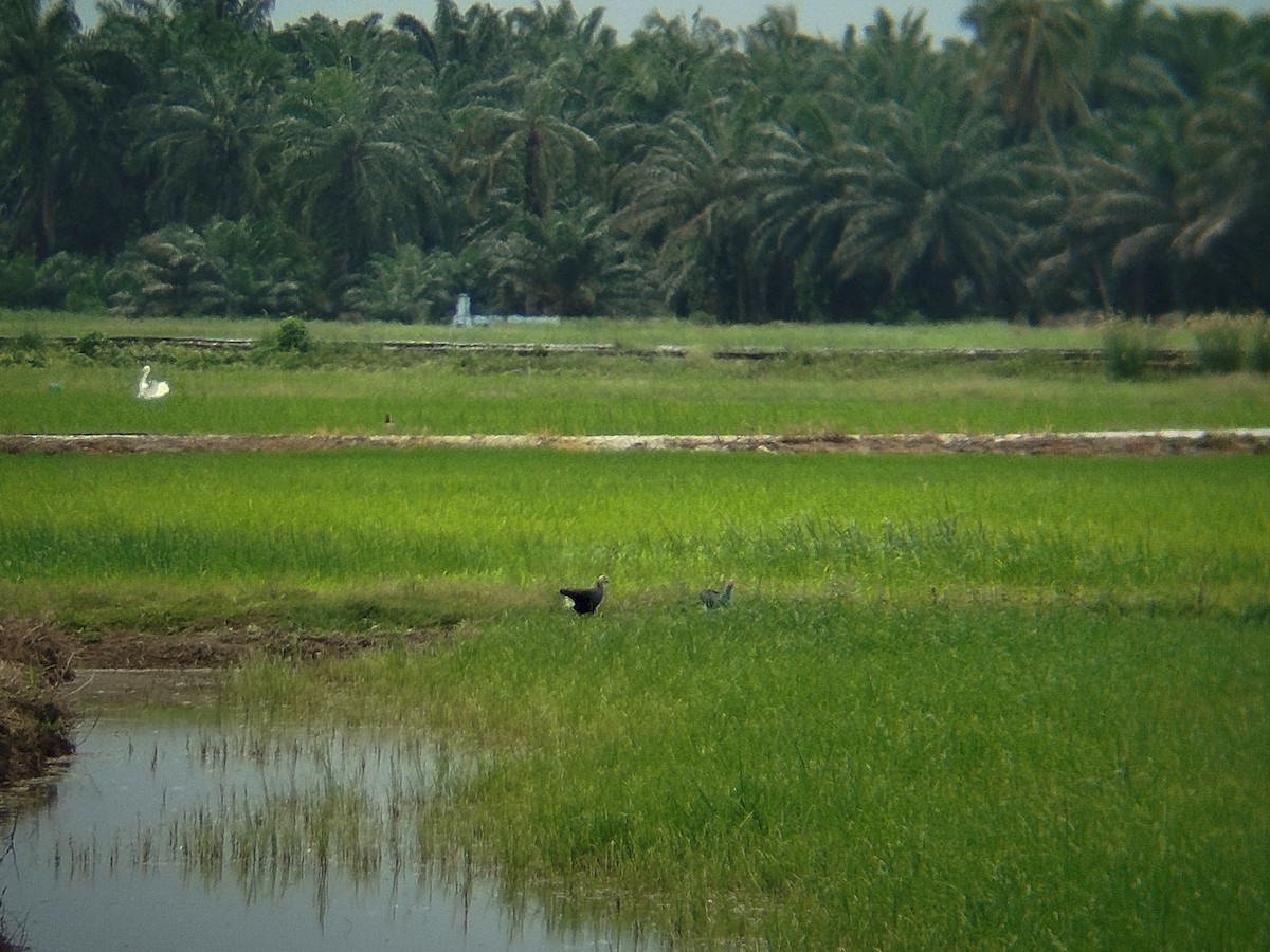 Uroilo urdin burugrisa - ML647018770