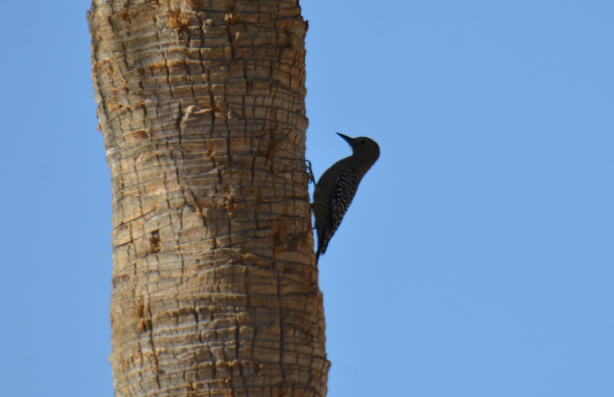 Carpintero de Gila - ML647018791