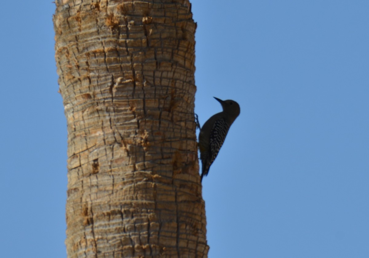 Carpintero de Gila - ML647018792