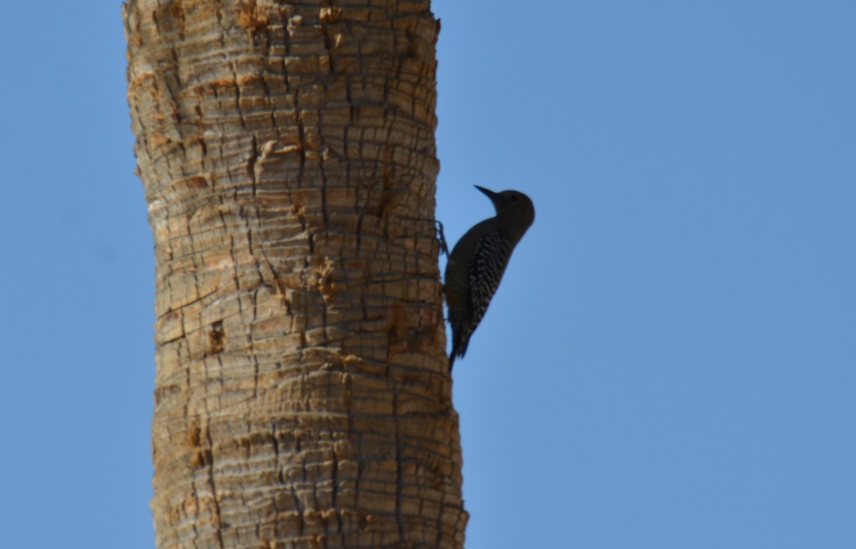 Carpintero de Gila - ML647018793