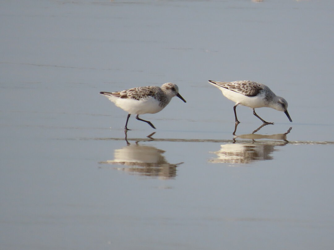 Песчанка - ML647018802