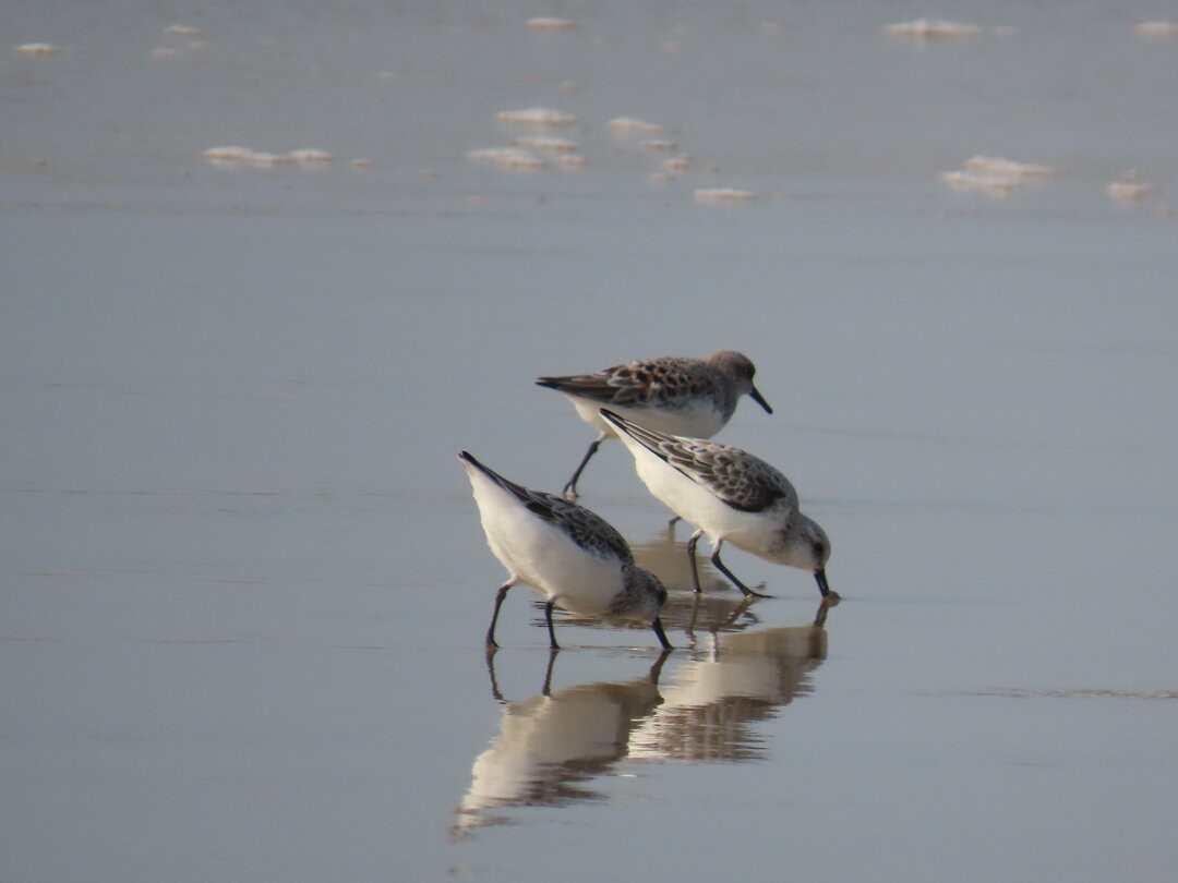 Песчанка - ML647018803