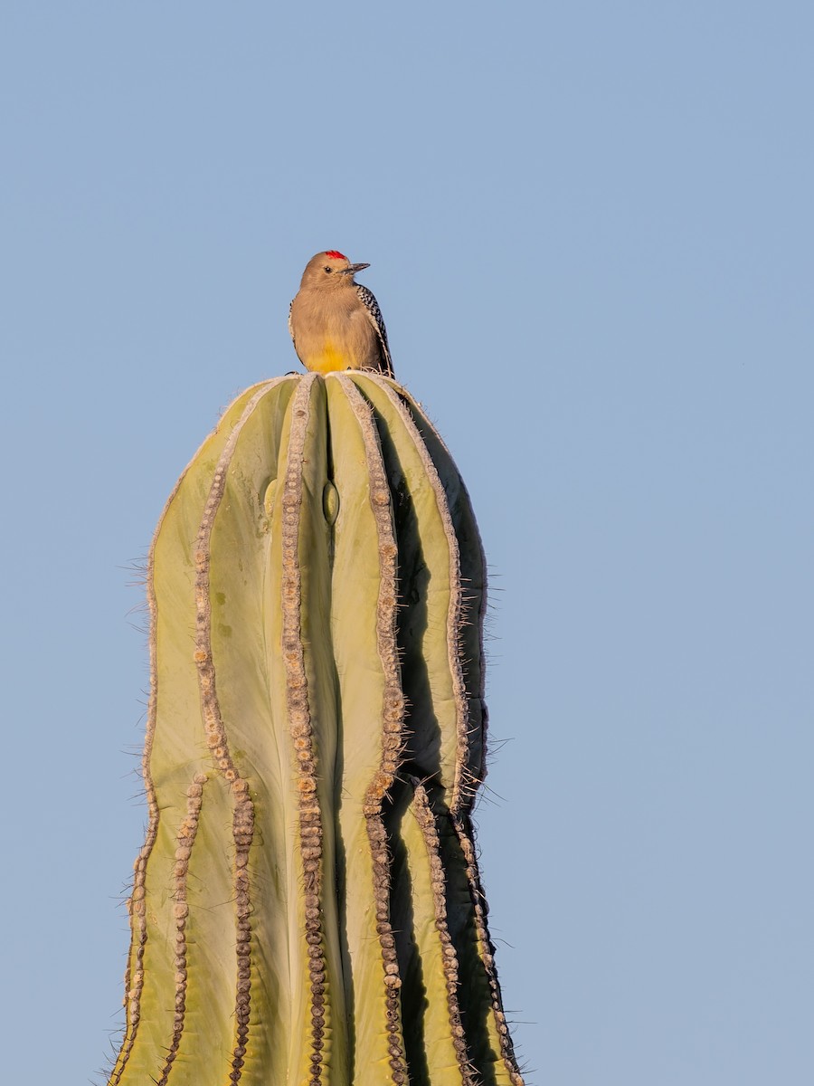 Carpintero de Gila - ML647018812