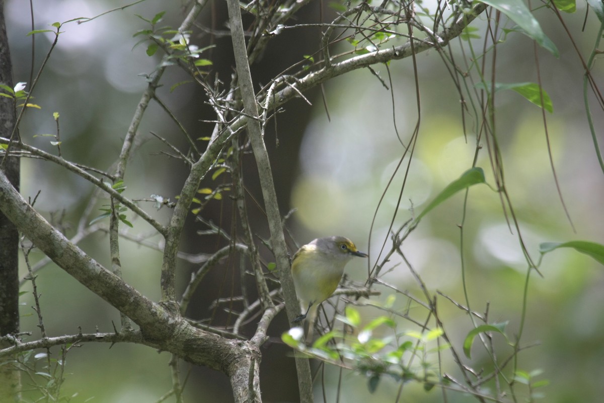 White-eyed Vireo - ML647018825