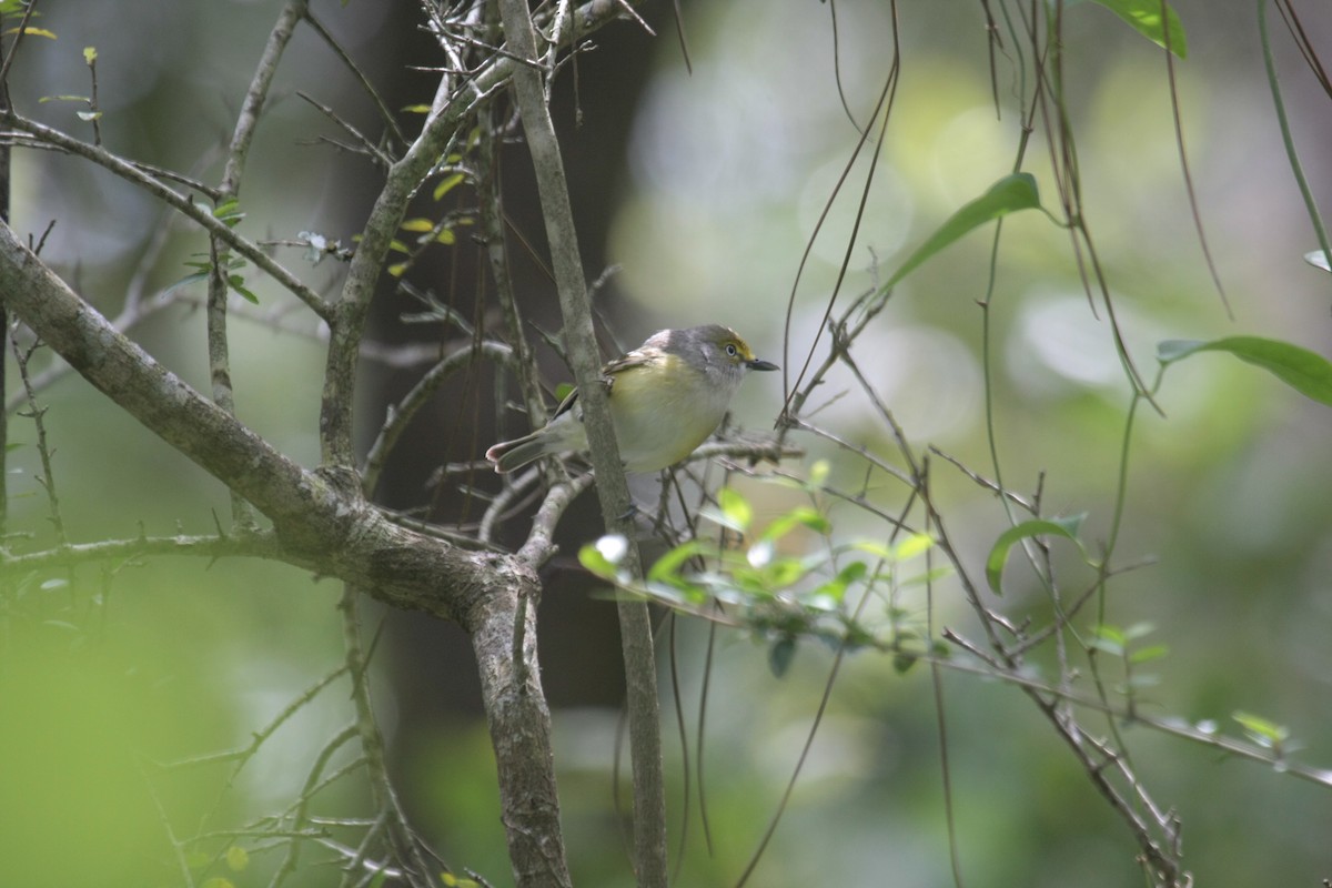 White-eyed Vireo - ML647018826