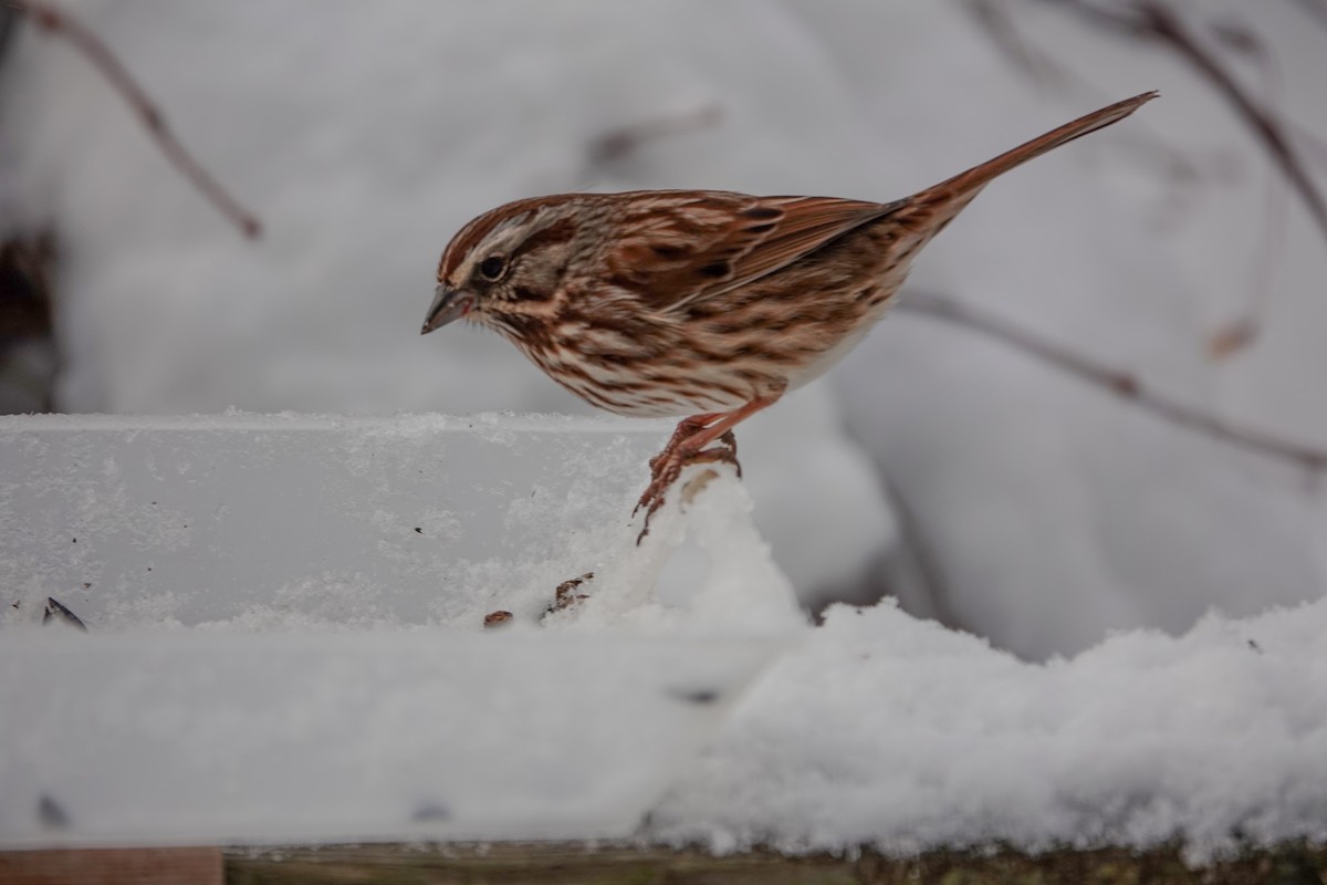 Song Sparrow - ML647018830