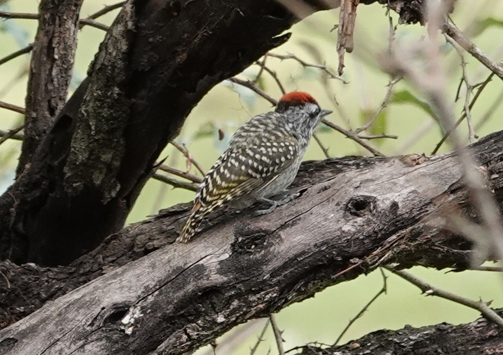 Cardinal Woodpecker - ML647018841