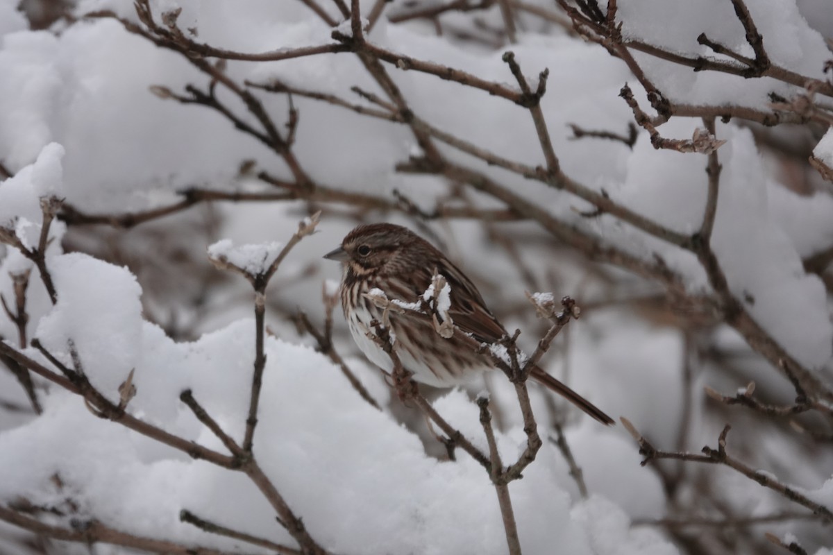 Song Sparrow - ML647018843