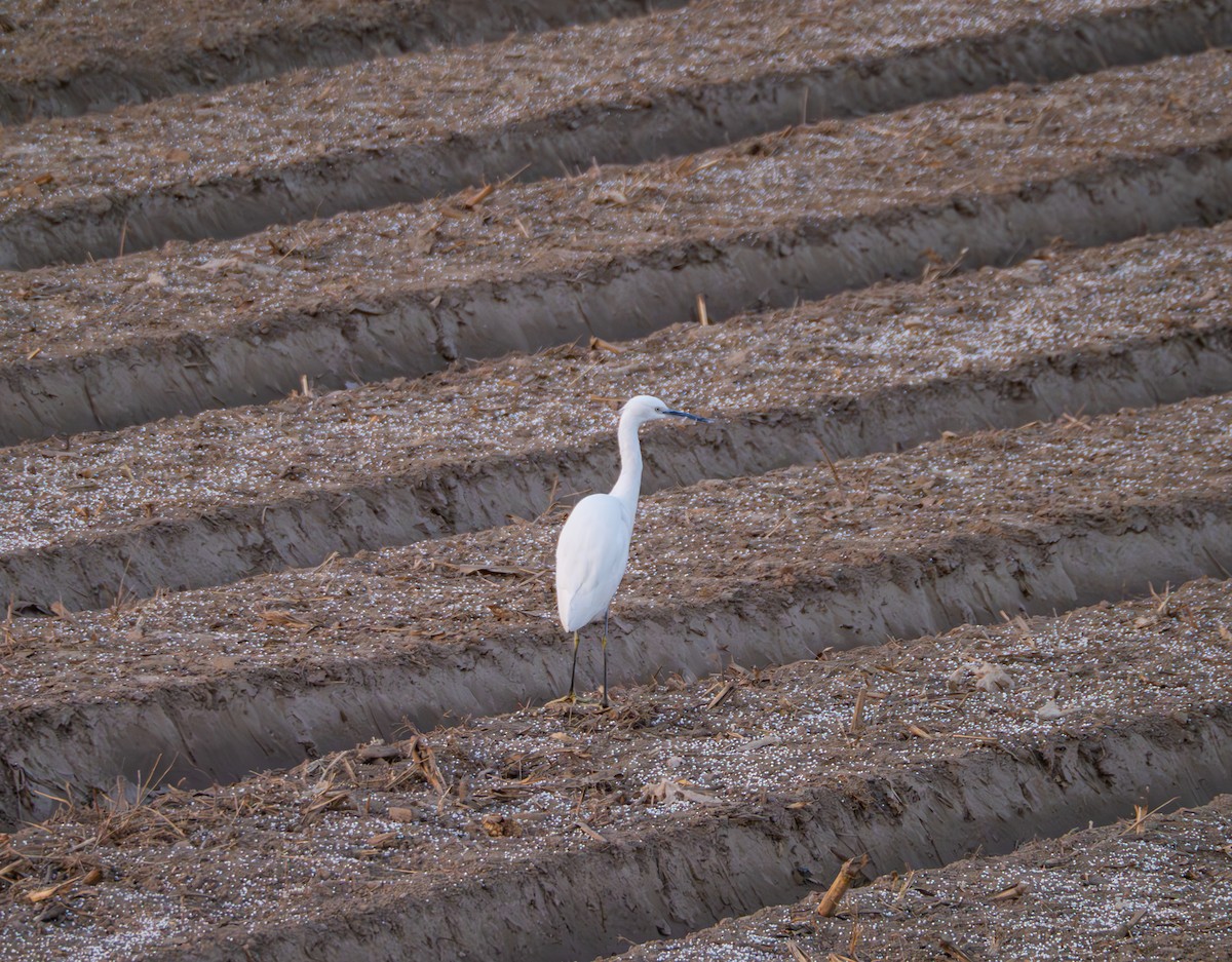 silkehegre - ML647018849