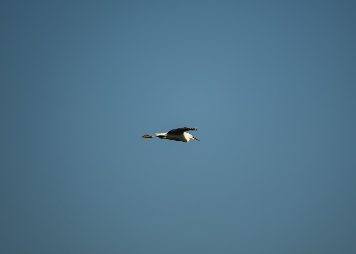 silkehegre - ML647018853