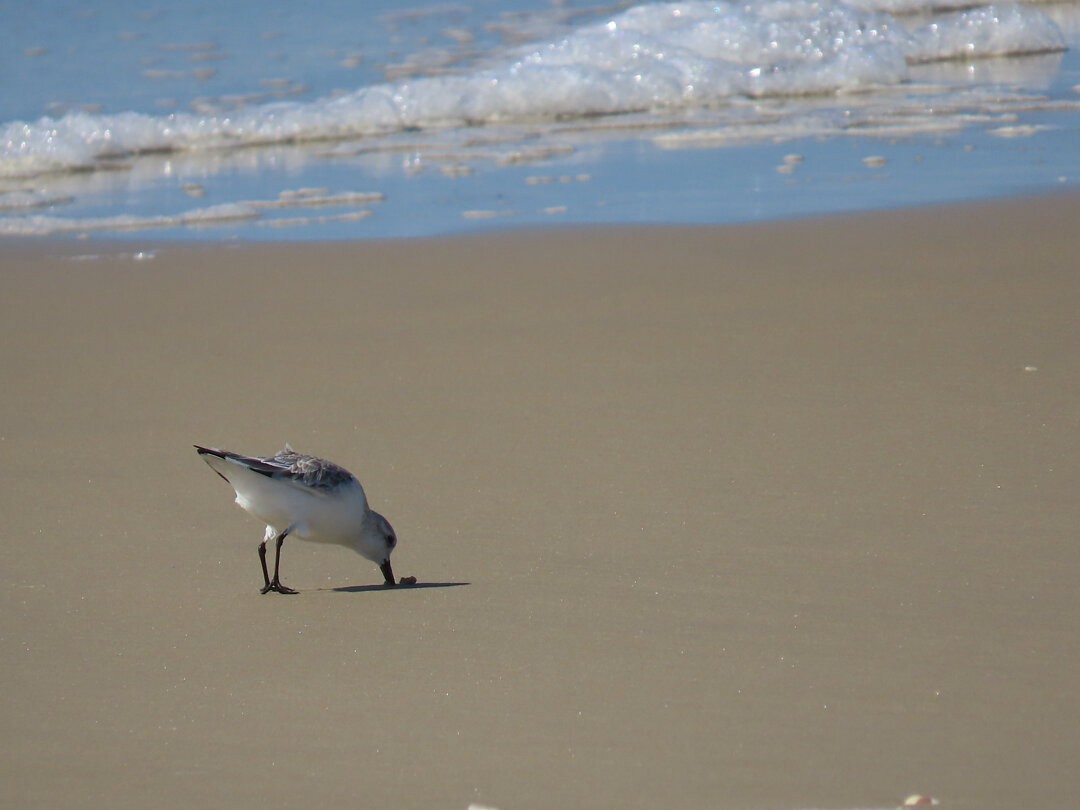 Песчанка - ML647018855
